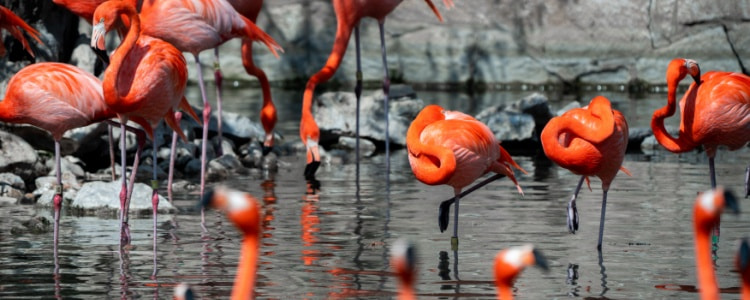 Flamingos at the San Antonio Zoo